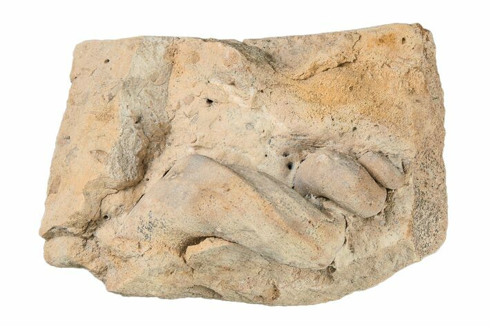 Ordovician Gastropod (Lophospira) Fossil - Wisconsin #203675